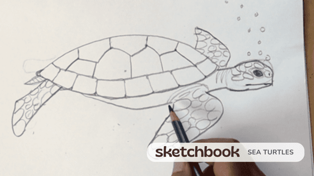 A pencil sketch of a turtle in progress on paper.