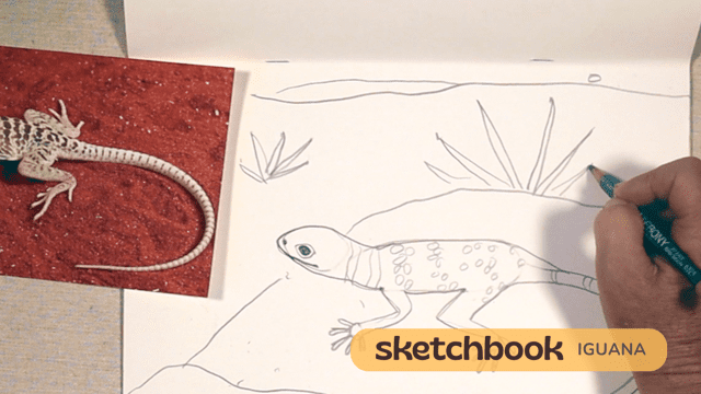 A sketchbook page with a detailed lizard drawing beside a photo of a basketball.
